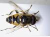 Eristalis nemorum